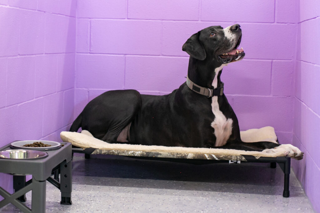 A Great Dane resting in a dog boarding cabin
