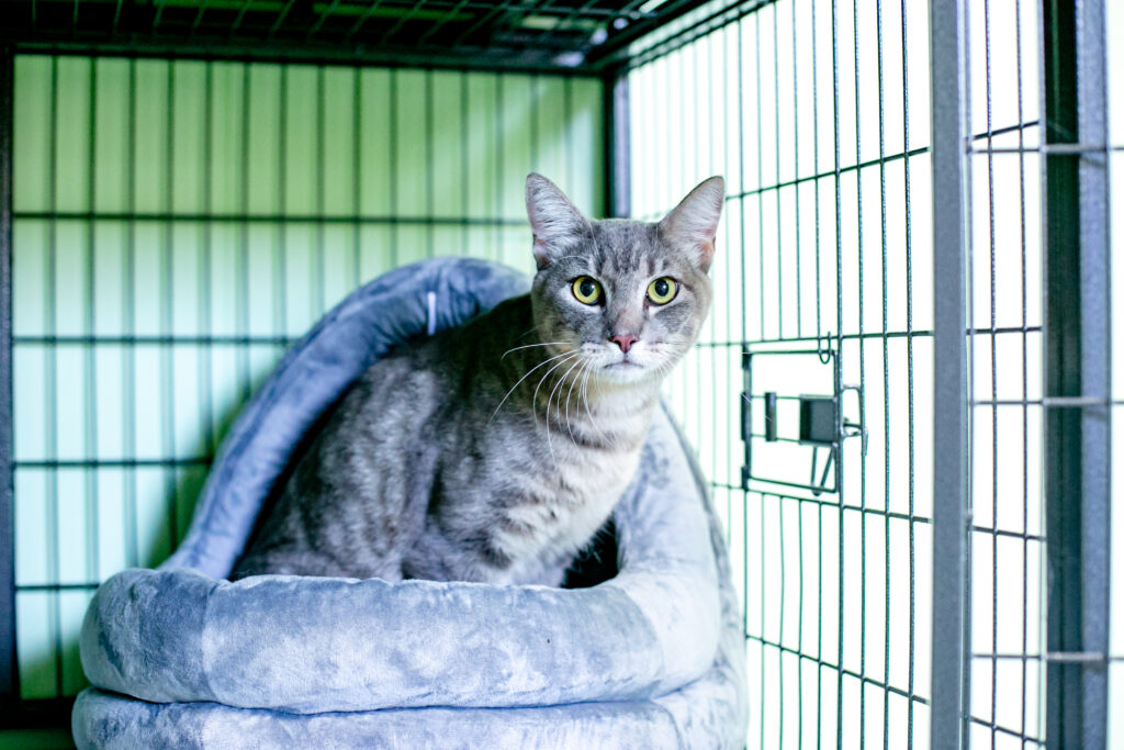 A tabby in a cat boarding facility in Central Texas
