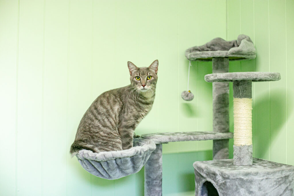 A tabby in a cat boarding facility in Central Texas