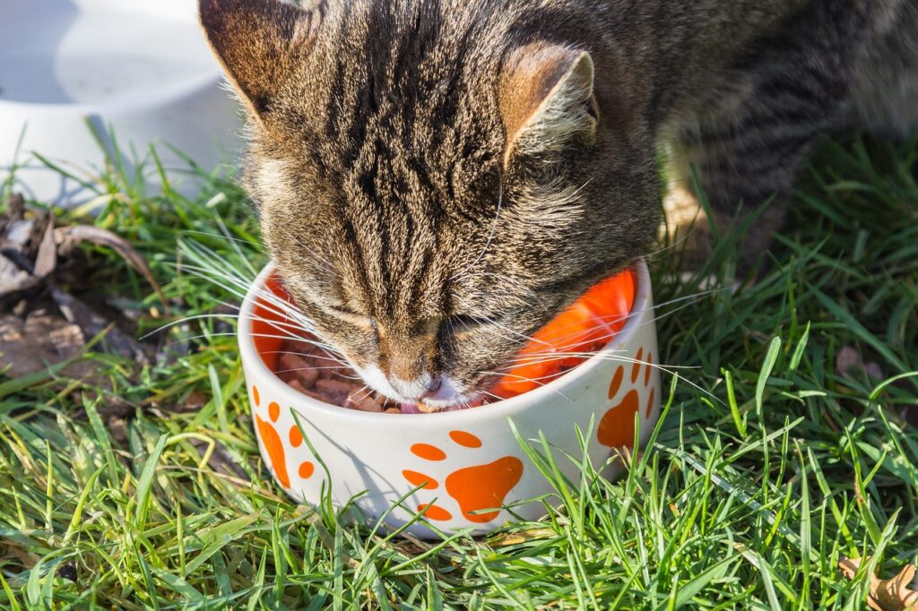 cat, animal, feed, bowl, wolf down, pet, yummy